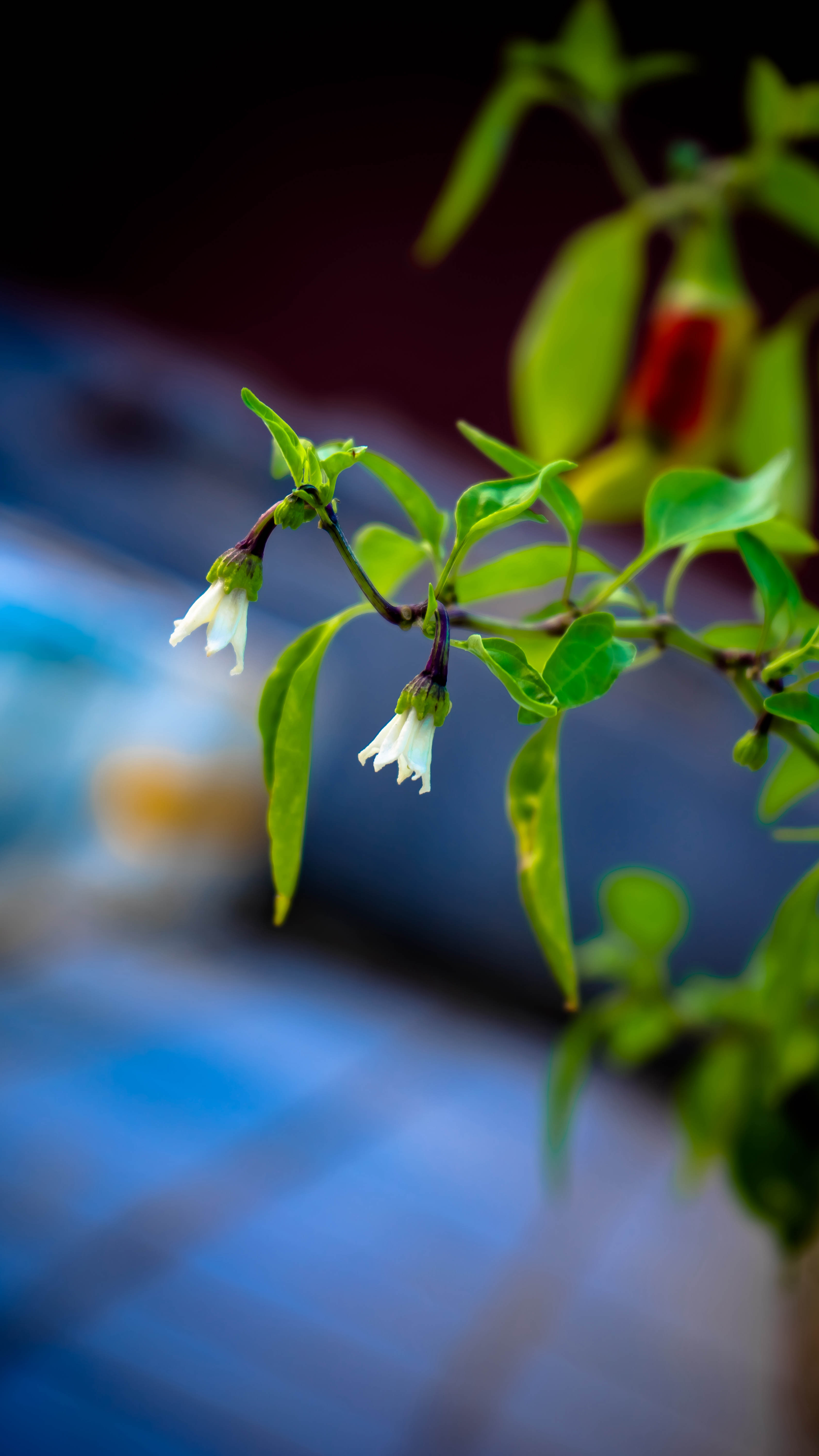DSC00088-1-2_副本.jpg